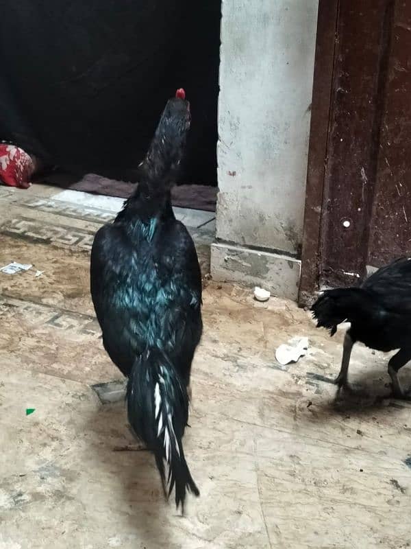 Thai 3 piece one male 2 female egg laying very beautiful pair 8