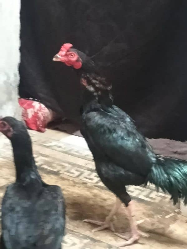 Thai 3 piece one male 2 female egg laying very beautiful pair 10