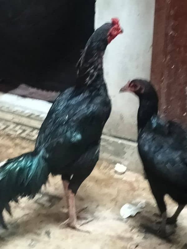 Thai 3 piece one male 2 female egg laying very beautiful pair 12