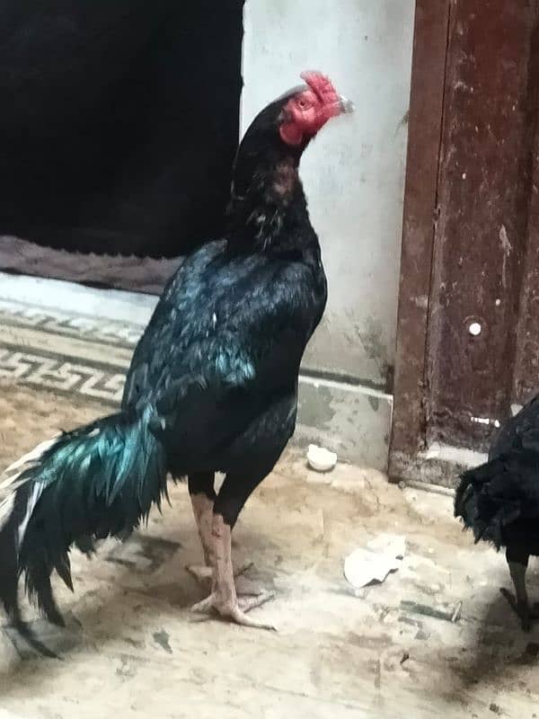 Thai 3 piece one male 2 female egg laying very beautiful pair 18