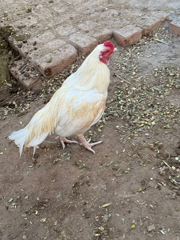 1 male white heeera, Haka Boska shade Available for sale 0