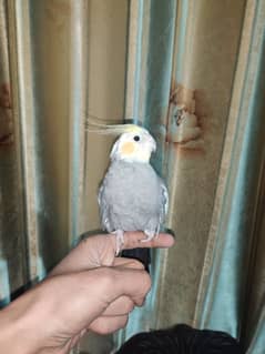 parrot for sale