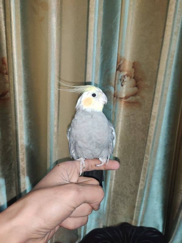 parrot for sale 0