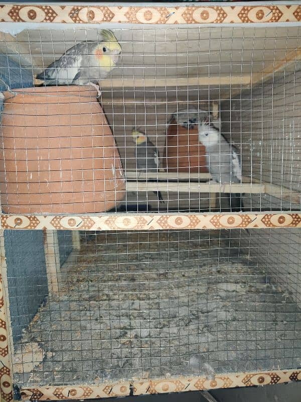 parrot for sale 3