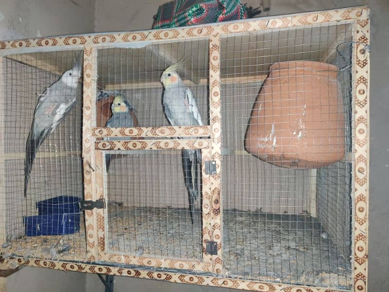 parrot for sale 4