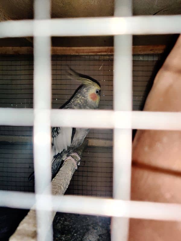 parrot for sale 5