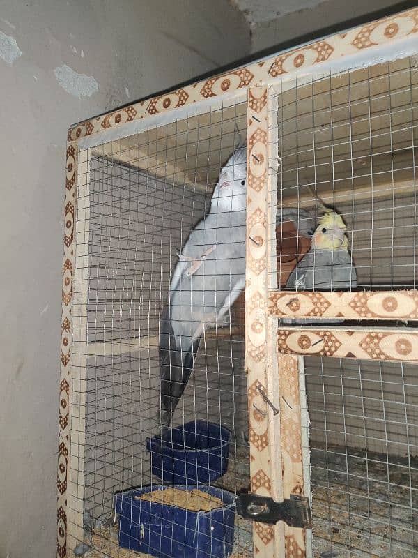 parrot for sale 6