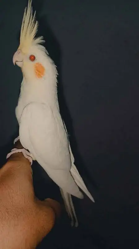 TAMED COCKTAIL PAIR FOR SALE — photo 2