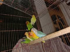 love bird, lovebird, Creemino, Decino, albino, parblue, fisher