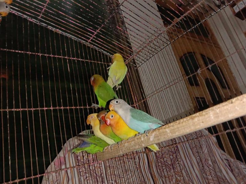 love bird, lovebird, Creemino, Decino, albino, parblue, fisher 0