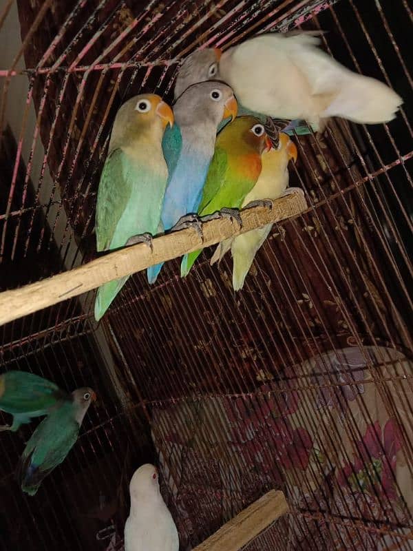 love bird, lovebird, Creemino, Decino, albino, parblue, fisher 2