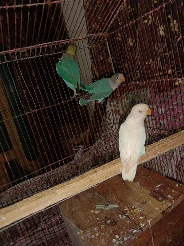 love bird, lovebird, Creemino, Decino, albino, parblue, fisher 3