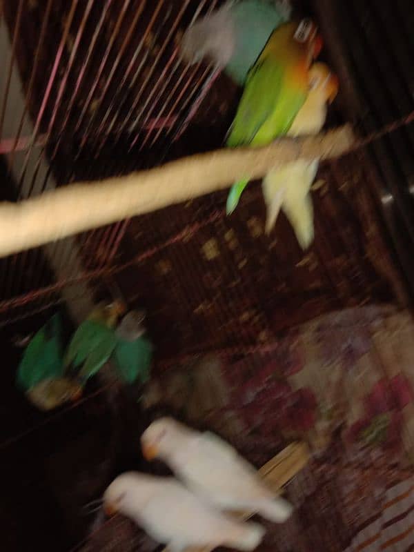 love bird, lovebird, Creemino, Decino, albino, parblue, fisher 4