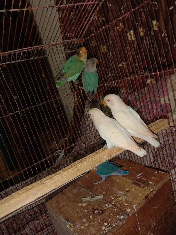 love bird, lovebird, Creemino, Decino, albino, parblue, fisher 5