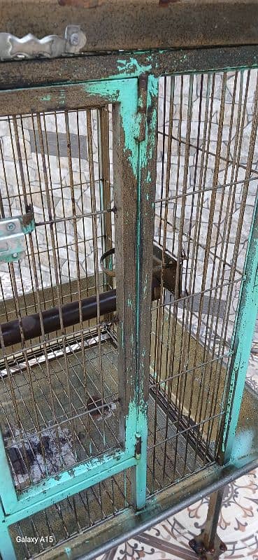 Raw, Coctoa, Ringneck Cage 3