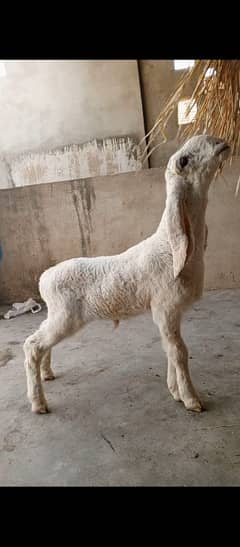 Sheep Larkana Dumbe