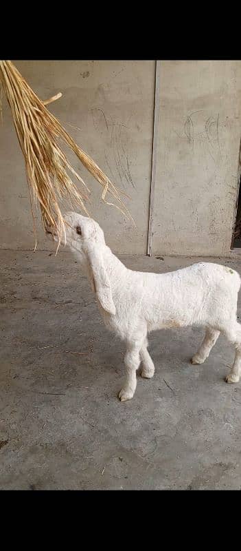 Sheep Larkana Dumbe 2