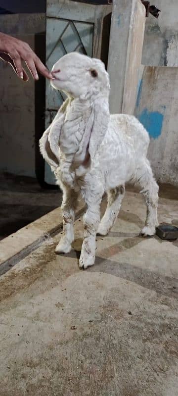 Sheep Larkana Dumbe 3