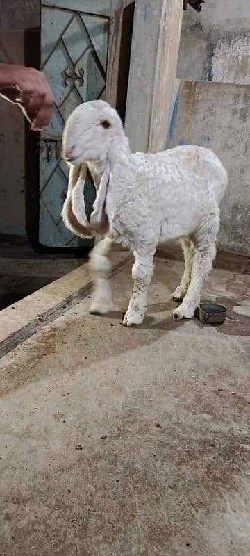 Sheep Larkana Dumbe 4