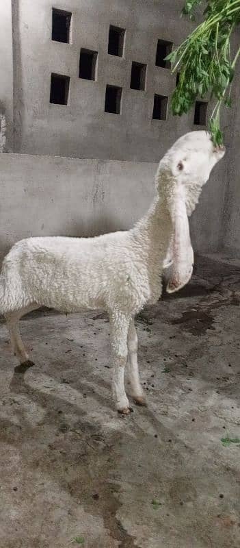 Sheep Larkana Dumbe 8