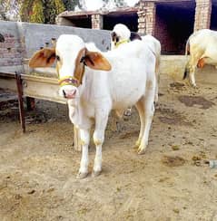 Gulabi bachra|Gulabi ablak vacha|Gulabi cholistani|babycowbull|brahman