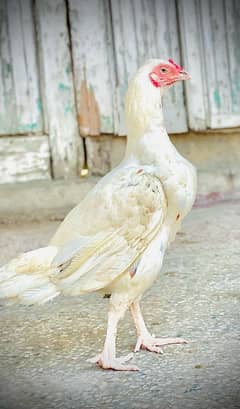 pure mianwali Aseel , 1 Male Or Three Females