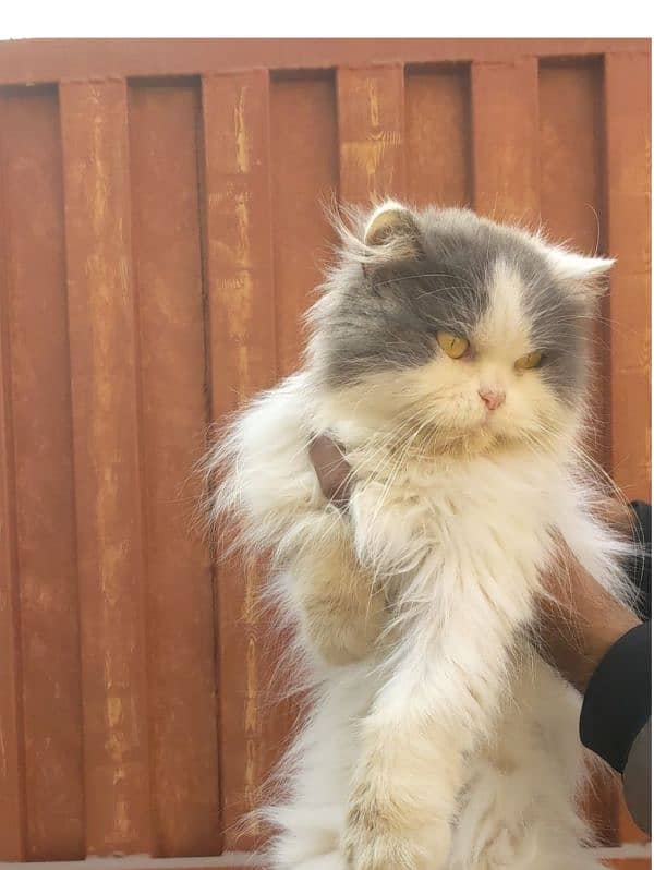 beautiful Persian female cat Punch face triple coded full long hair 0