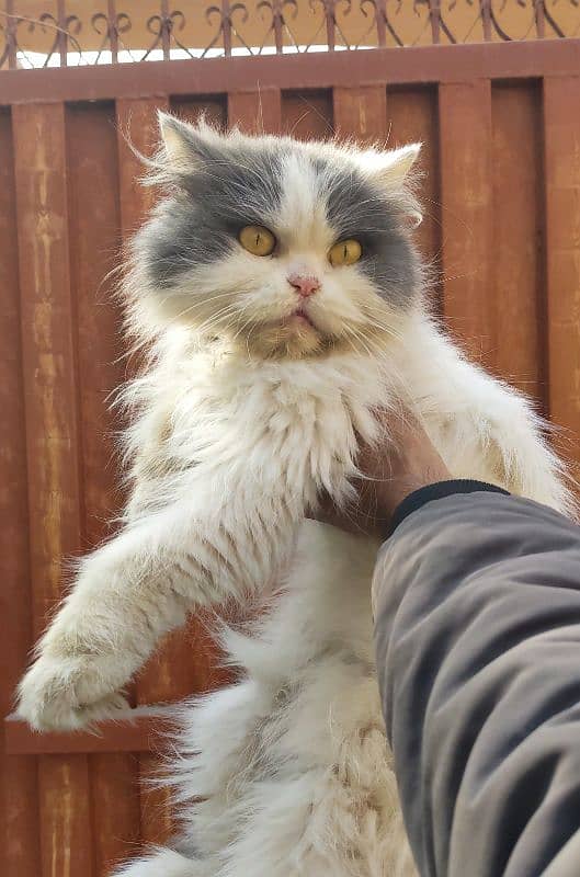 beautiful Persian female cat Punch face triple coded full long hair 1