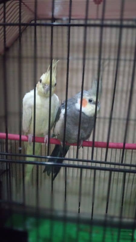 pair of cockatail parrot with wthsetup or without setup 3000 2