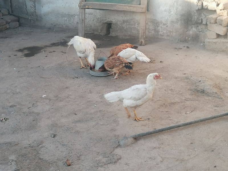 Pure aseel hen/mianwali murga/white heera/aseel egg laying murgi 1