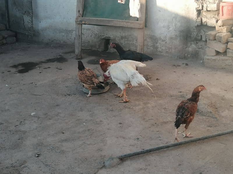 Pure aseel hen/mianwali murga/white heera/aseel egg laying murgi 2