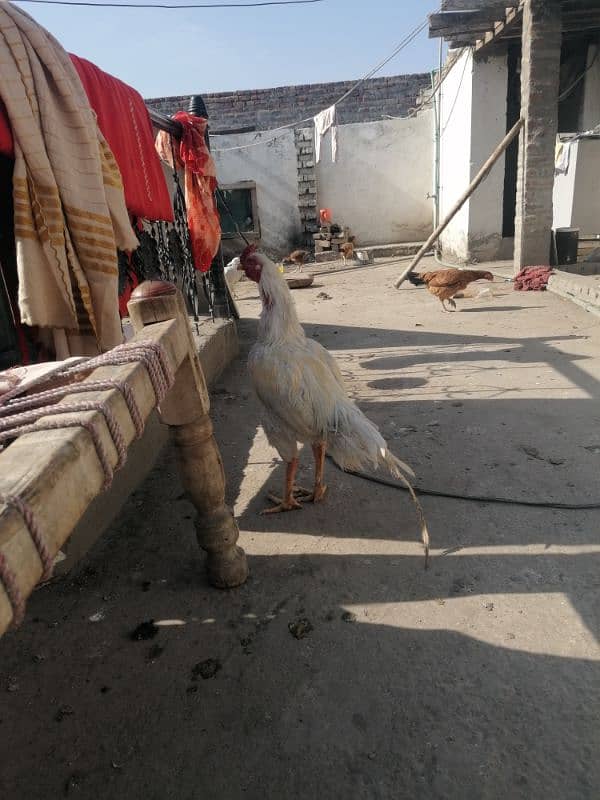 Pure aseel hen/mianwali murga/white heera/aseel egg laying murgi 3