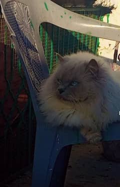 3 YEARS OLD HIMALAYAN MALE CAT LITTER TRAINED