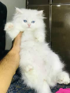 persian cats and kittens for sale wtsapp (0307/710/92/69)