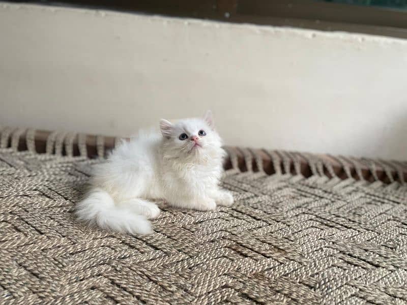 persian cats and kittens for sale wtsapp (0307/710/92/69) 3