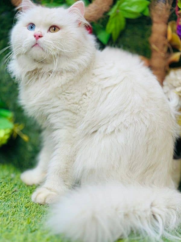 persian cats and kittens for sale wtsapp (0307/710/92/69) 4