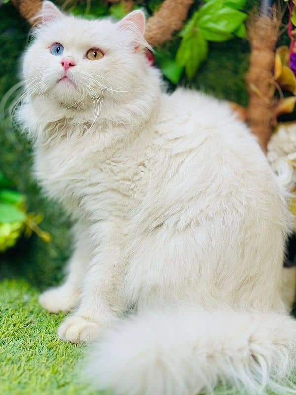 persian cats and kittens for sale wtsapp (0307/710/92/69) 5