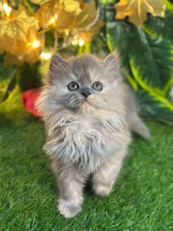 persian cats and kittens for sale wtsapp (0307/710/92/69) 6