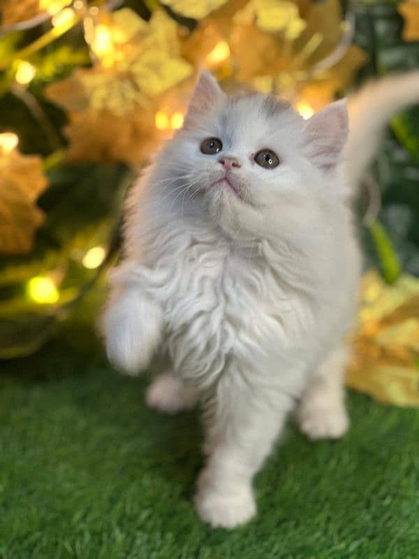 persian cats and kittens for sale wtsapp (0307/710/92/69) 7