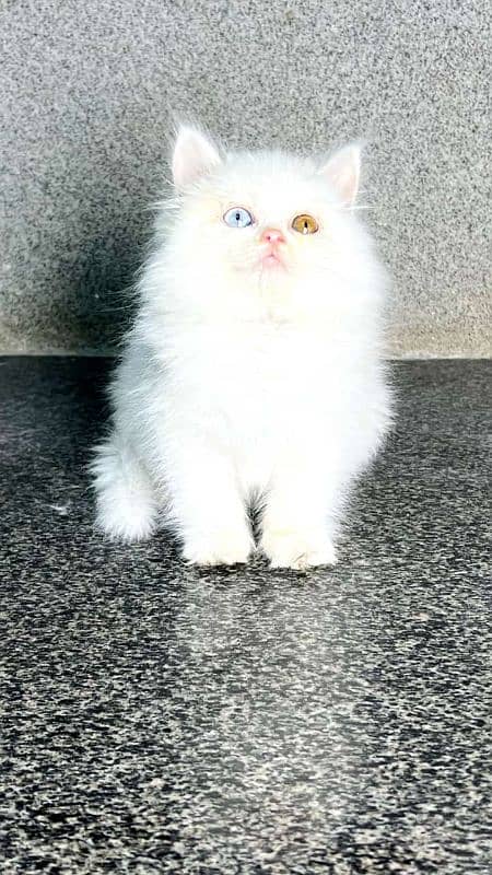 persian cats and kittens for sale wtsapp (0307/710/92/69) 9