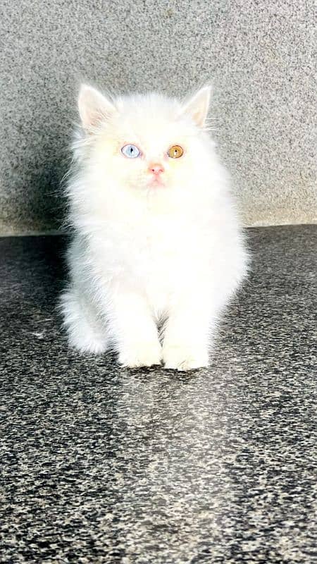 persian cats and kittens for sale wtsapp (0307/710/92/69) 10