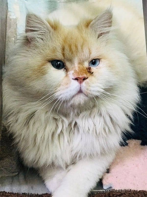 persian cats and kittens for sale wtsapp (0307/710/92/69) 11