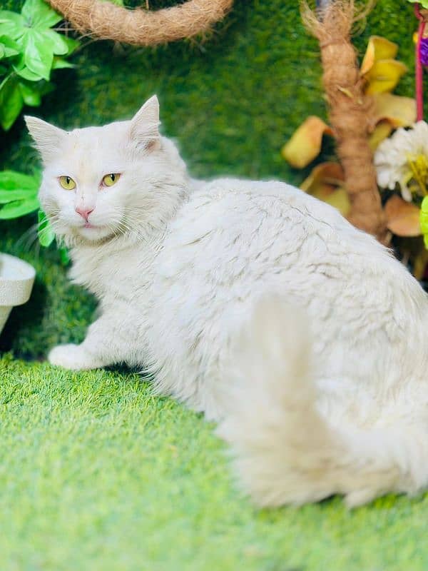 persian cats and kittens for sale wtsapp (0307/710/92/69) 12