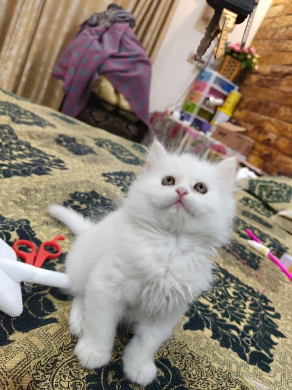 persian cats and kittens for sale wtsapp (0307/710/92/69) 13