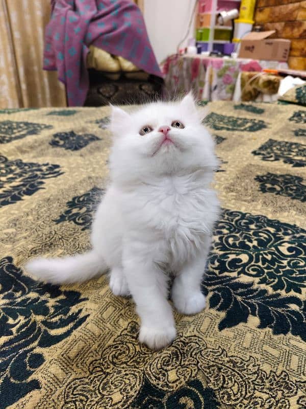 persian cats and kittens for sale wtsapp (0307/710/92/69) 14