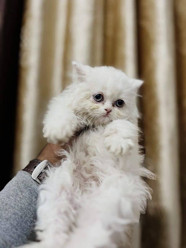 persian cats and kittens for sale wtsapp (0307/710/92/69) 15