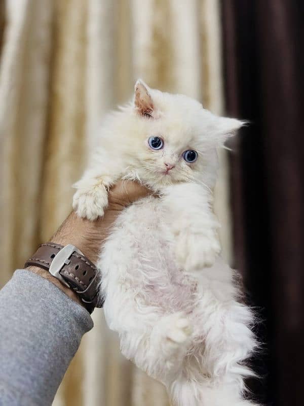 persian cats and kittens for sale wtsapp (0307/710/92/69) 16