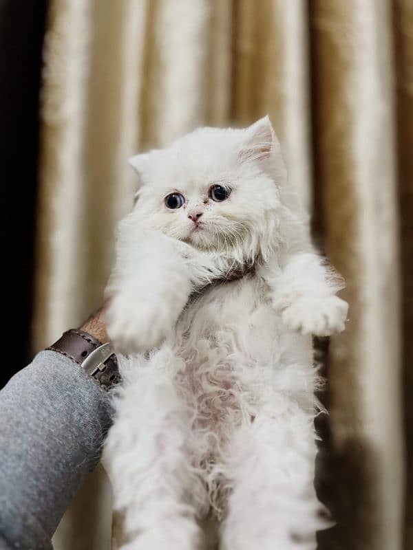 persian cats and kittens for sale wtsapp (0307/710/92/69) 17