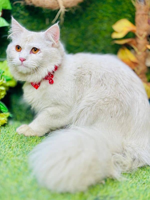 persian cats and kittens for sale wtsapp (0307/710/92/69) 18