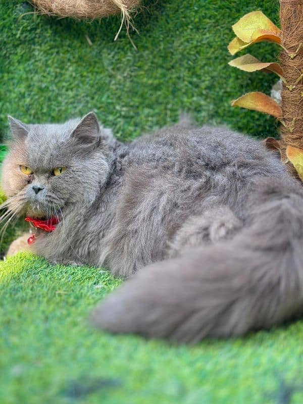 persian cats and kittens for sale wtsapp (0307/710/92/69) 19